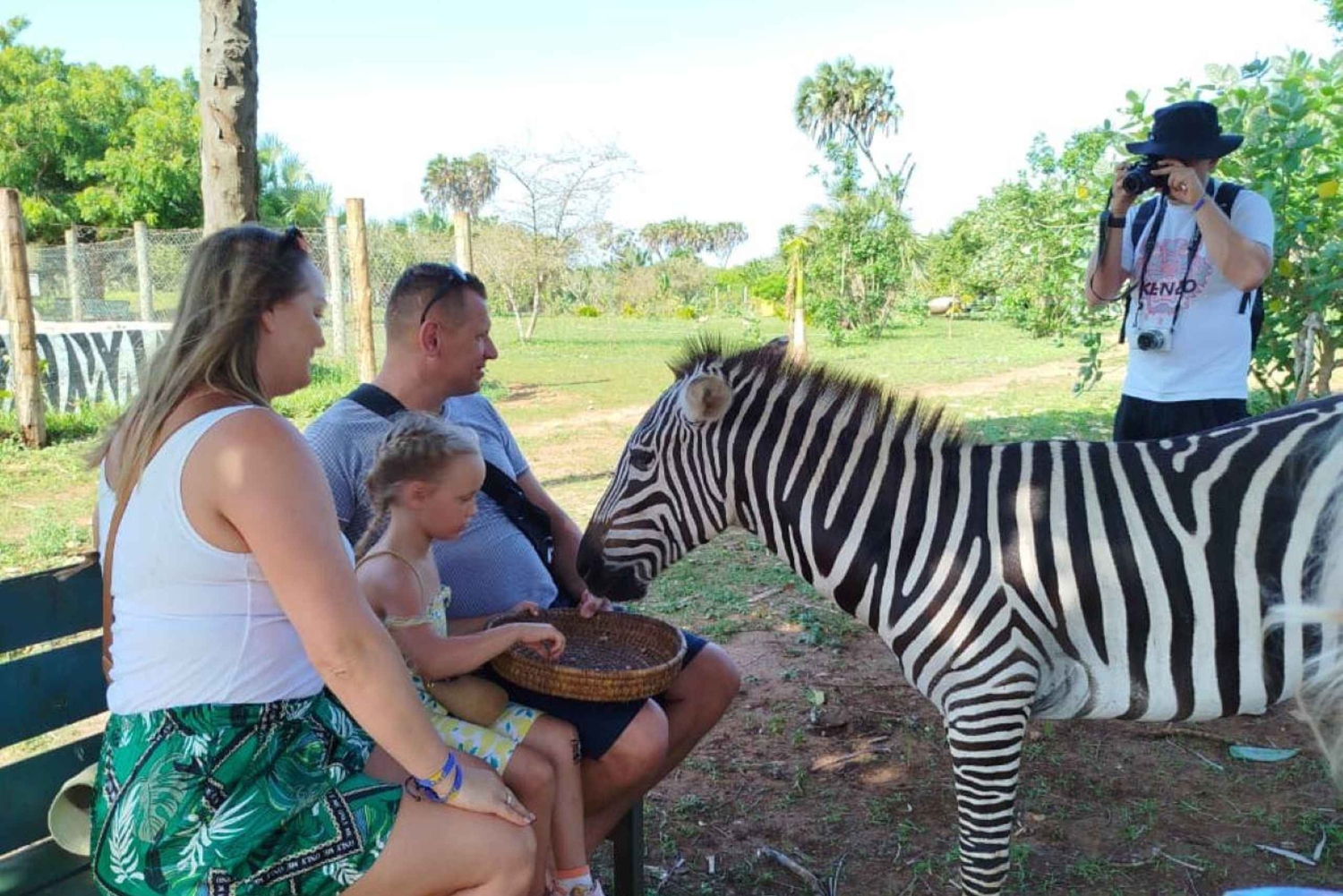 кормление жирафов