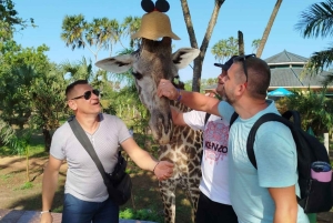 кормление жирафов