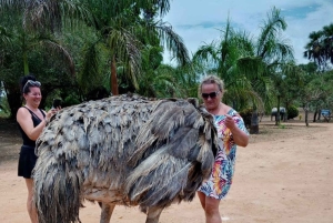 кормление жирафов