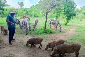 кормление жирафов