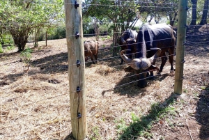 кормление жирафов