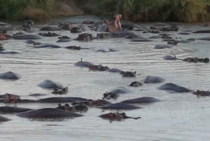 Fantastisk safari i Kenya: 6 dage i Tsavo West, East og Amboseli