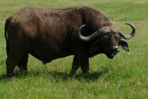 Fantastisk safari i Kenya: 6 dage i Tsavo West, East og Amboseli