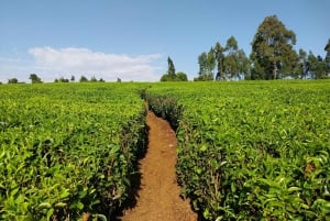 Guided Nairobi tour- Museum,City Market to KICC rooftop