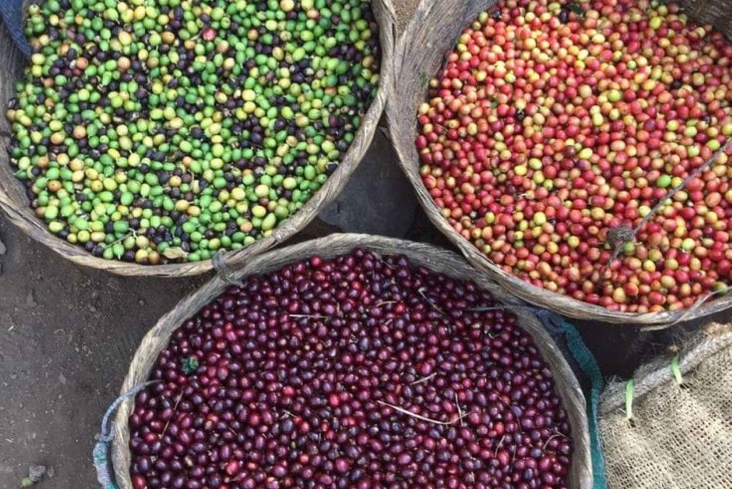 Guided tour to Fairview Coffee Farm