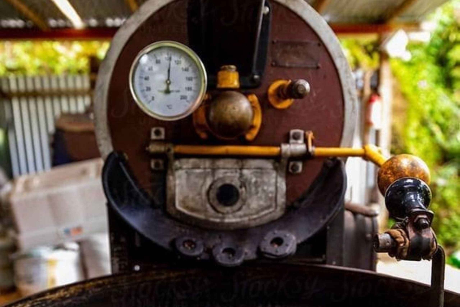 Guided tour to Fairview Coffee Farm