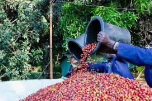 Guided tour to Fairview Coffee Farm