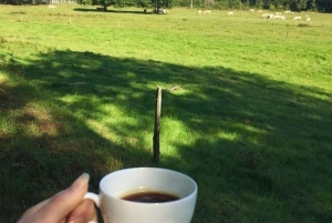 Guided tour to Fairview Coffee Farm