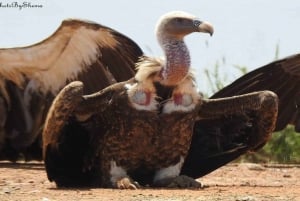 Half Day Bird Watching Tour Nairobi National Park