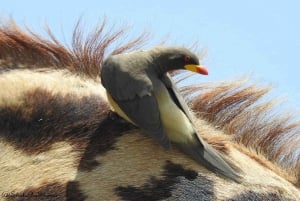 Half Day Bird Watching Tour Nairobi National Park
