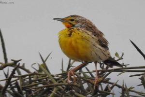 Half Day Bird Watching Tour Nairobi National Park