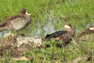 Half Day Bird Watching Tour Nairobi National Park