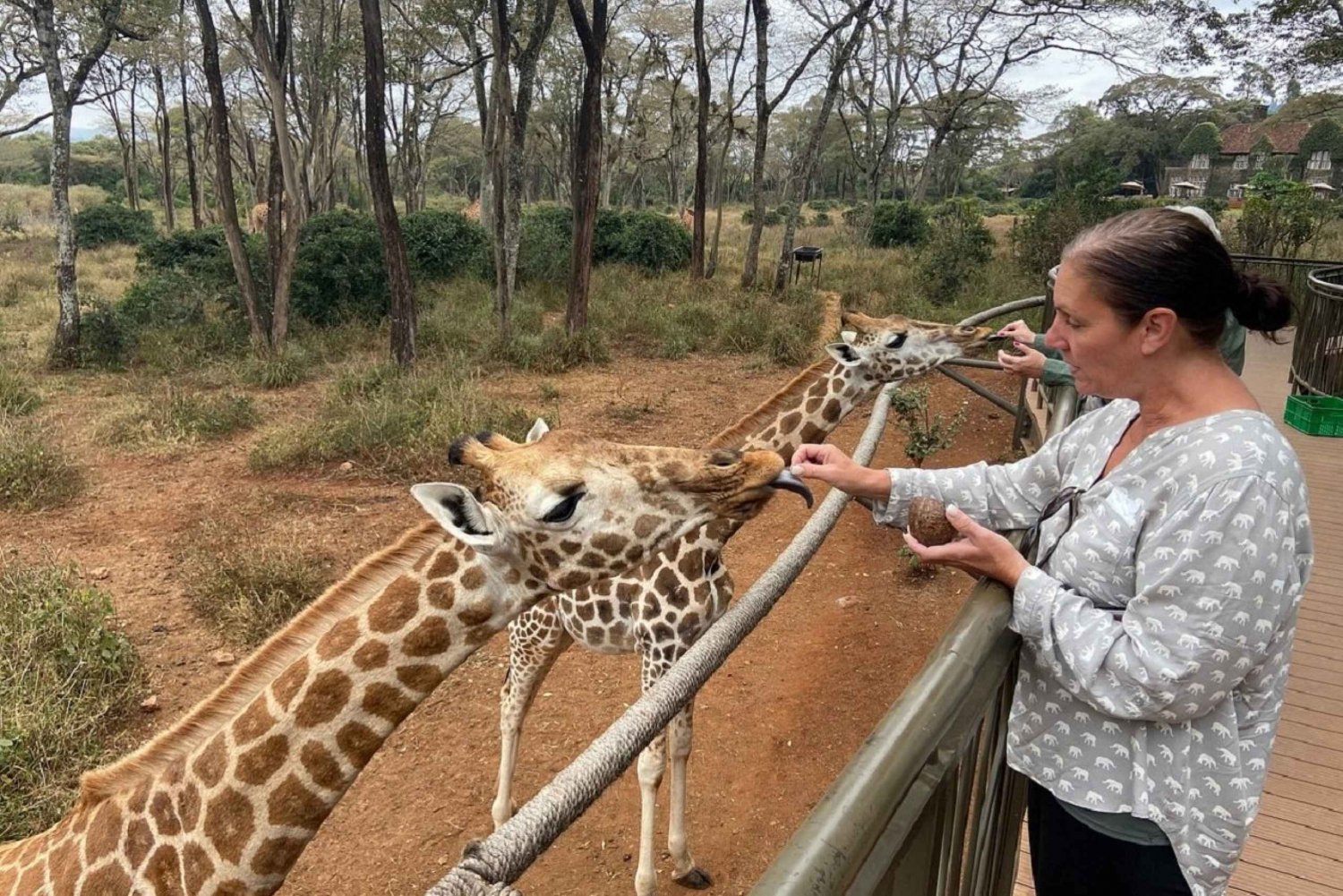 Halvdag elefantbarnhem, giraffcenter, Karen Blixen