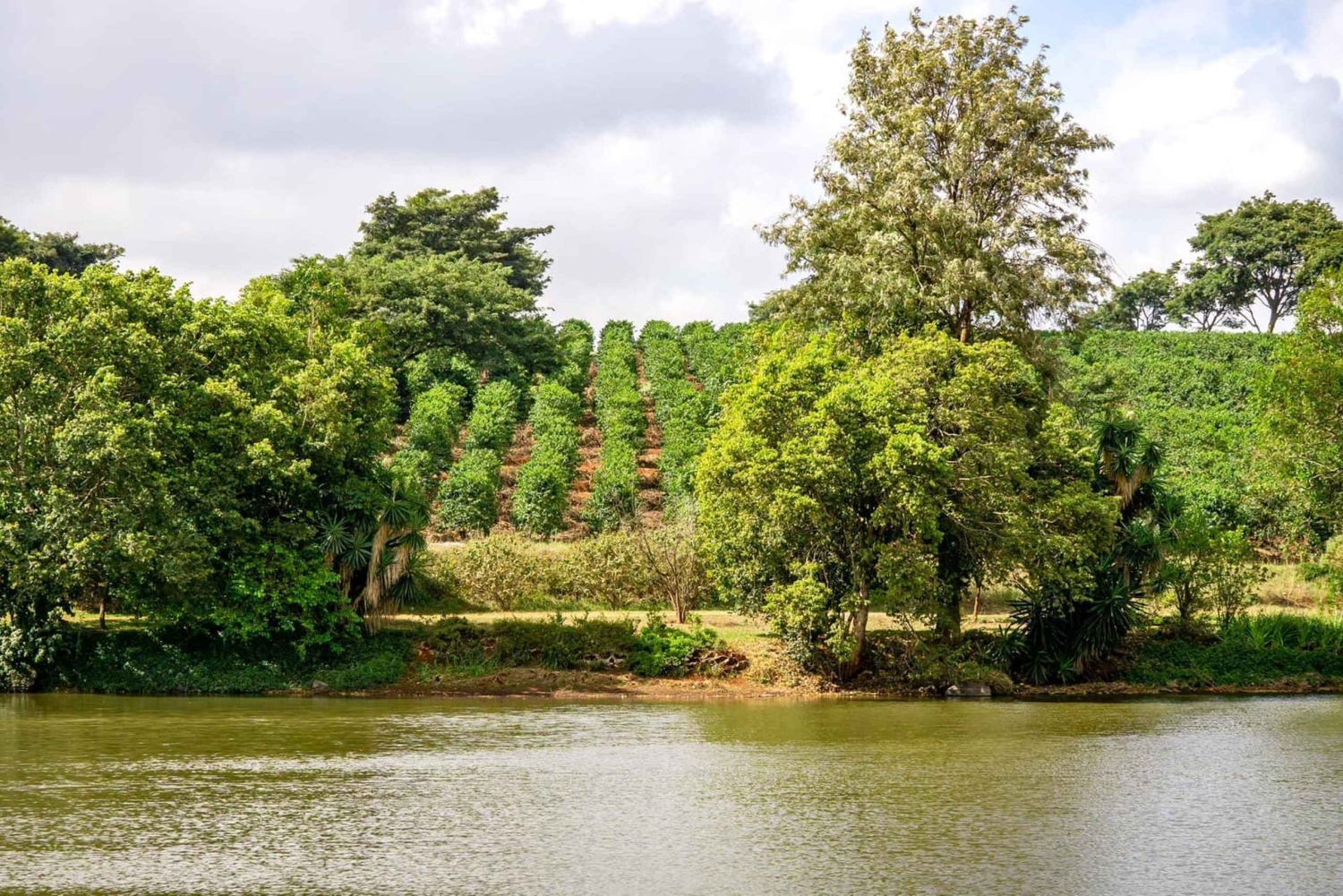 Halvdagstur til Fairview Estate Coffee Farm