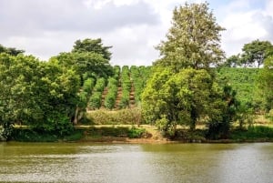 Halvdagstur til Fairview Estate Coffee Farm og kaffesmagning