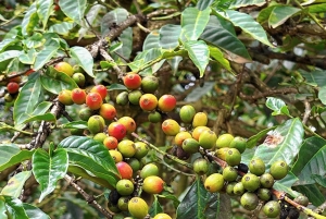 Halvdagstur til Fairview Estate Coffee Farm