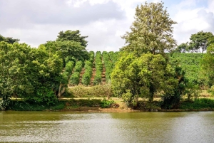 Halvdagstur til Fairview Estate Coffee Farm