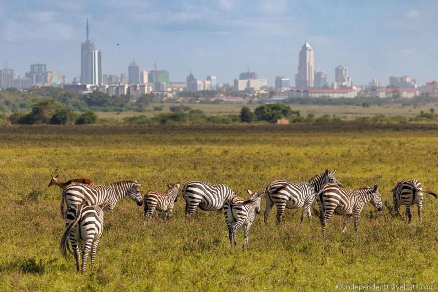 Halve dag game drive nationaal park Nairobi