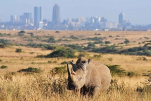 Półdniowa przejażdżka po Parku Narodowym Nairobi
