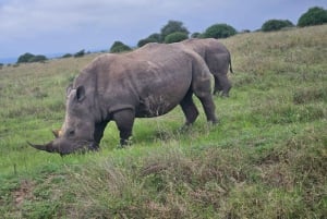 Tour di mezza giornata al Parco Nazionale di Nairobi di 5 ore; servizio di prelievo in hotel gratuito.