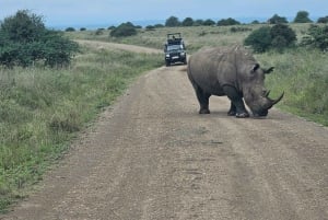 Tour di mezza giornata al Parco Nazionale di Nairobi di 5 ore; servizio di prelievo in hotel gratuito.