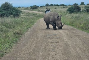 Tour di mezza giornata al Parco Nazionale di Nairobi di 5 ore; servizio di prelievo in hotel gratuito.