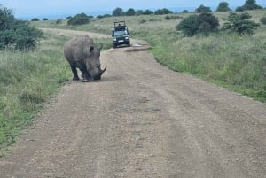 Tour di mezza giornata al Parco Nazionale di Nairobi di 5 ore; servizio di prelievo in hotel gratuito.