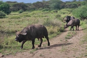 Tour di mezza giornata al Parco Nazionale di Nairobi di 5 ore; servizio di prelievo in hotel gratuito.