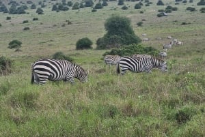 Tour di mezza giornata al Parco Nazionale di Nairobi di 5 ore; servizio di prelievo in hotel gratuito.