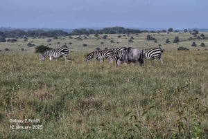 Tour di mezza giornata al Parco Nazionale di Nairobi di 5 ore; servizio di prelievo in hotel gratuito.