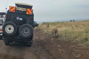 Tour di mezza giornata al Parco Nazionale di Nairobi di 5 ore; servizio di prelievo in hotel gratuito.