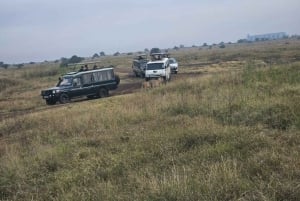 Tour di mezza giornata al Parco Nazionale di Nairobi di 5 ore; servizio di prelievo in hotel gratuito.