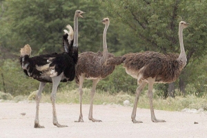 Half day guided tour to Maasai Ostrich Farm from Nairobi
