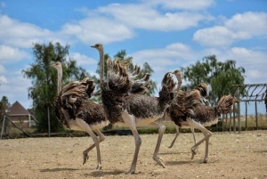 Half day guided tour to Maasai Ostrich Farm from Nairobi