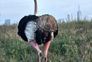 Half day guided tour to Maasai Ostrich Farm from Nairobi