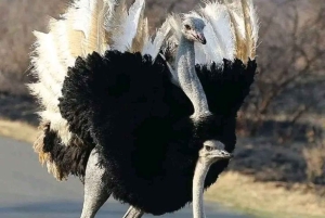 Half day guided tour to Maasai Ostrich Farm from Nairobi