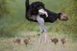 Half day guided tour to Maasai Ostrich Farm from Nairobi