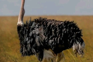 Half day guided tour to Maasai Ostrich Farm from Nairobi