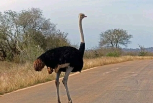 Half day guided tour to Maasai Ostrich Farm from Nairobi