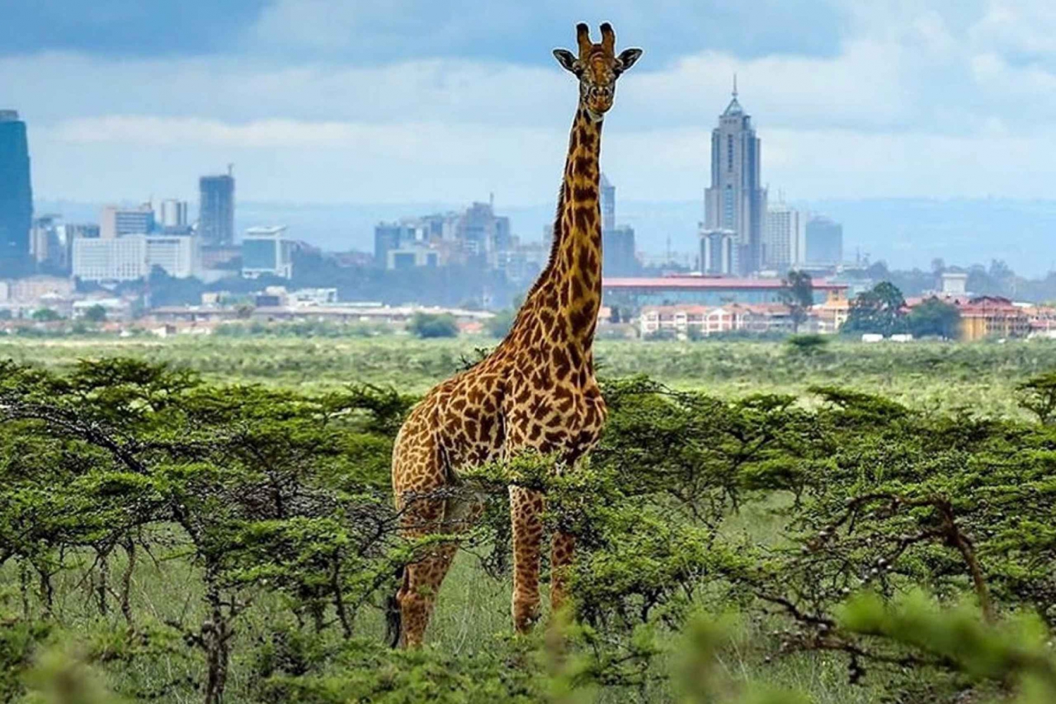 Half day Nairobi - National park,elephant and giraffe center