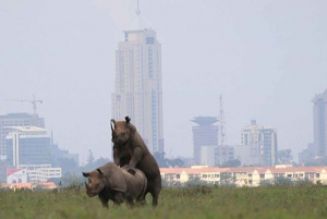 Half day Nairobi - National park,elephant and giraffe center