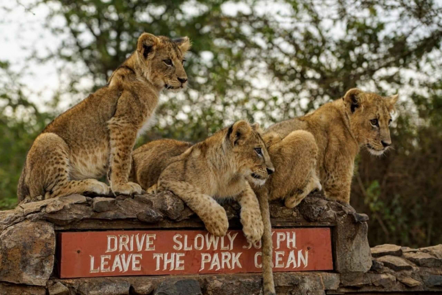 Half Day Nairobi National Park Guided Tour With Free Pick Up