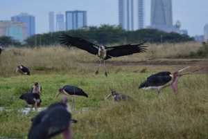 Visite guidée d'une demi-journée du parc national de Nairobi avec prise en charge gratuite