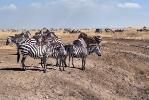 Tour guiado de medio día por el Parque Nacional de Nairobi con servicio de recogida gratuito