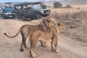 Halvdag Nairobi National Park guidad tur med gratis upphämtning