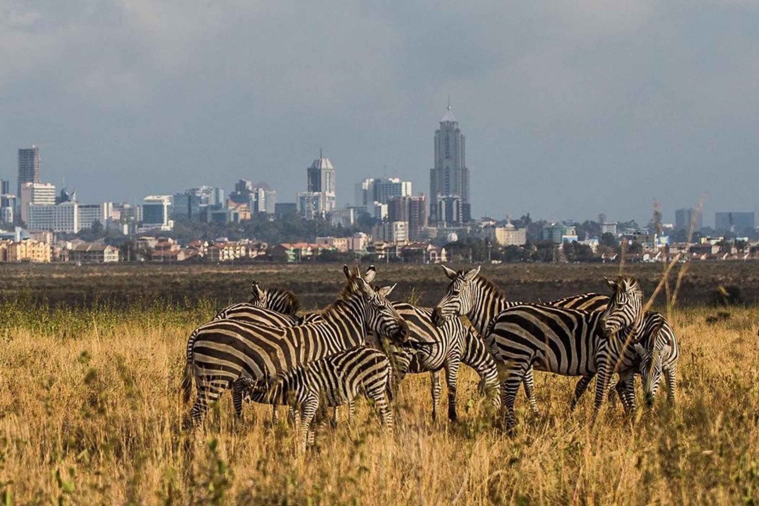 Half-Day Nairobi National Park Guided Tour With Free Pickup