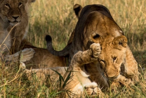 Half-Day Nairobi National Park Guided Tour With Free Pickup