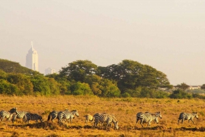 Half-Day Nairobi National Park Guided Tour With Free Pickup