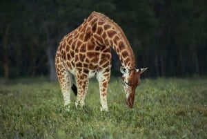 Half-Day Nairobi National Park Guided Tour With Free Pickup