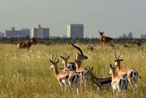 Half-Day Nairobi National Park Guided Tour With Free Pickup